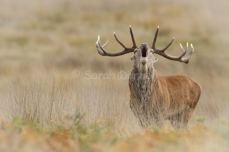 RD07 - Deer for Graham