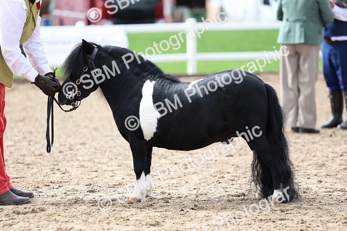 SBM_01255 - Class 16 - IH M&M Wildcard