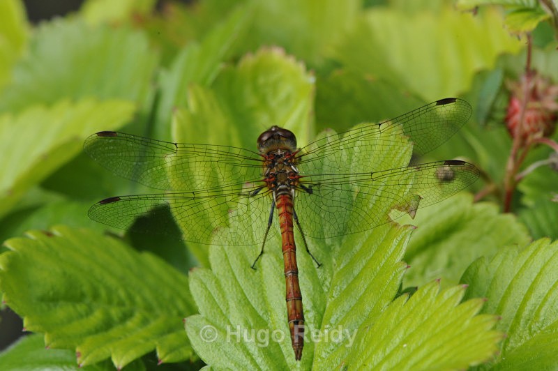  - Macro