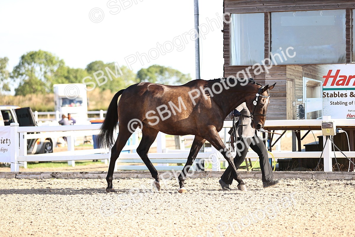SBM_08313 - Class 401 - IH Veteran Horse