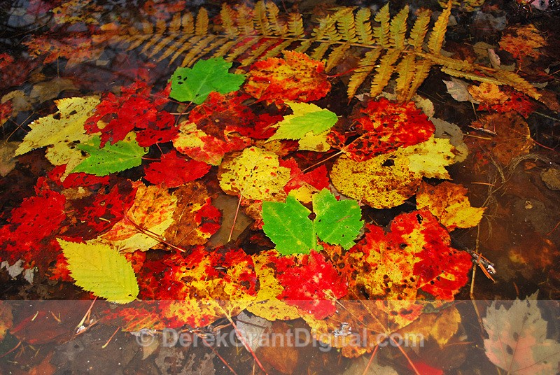 New Brunswick Autumn Foliage - Colorful Discards - Autumn Foliage