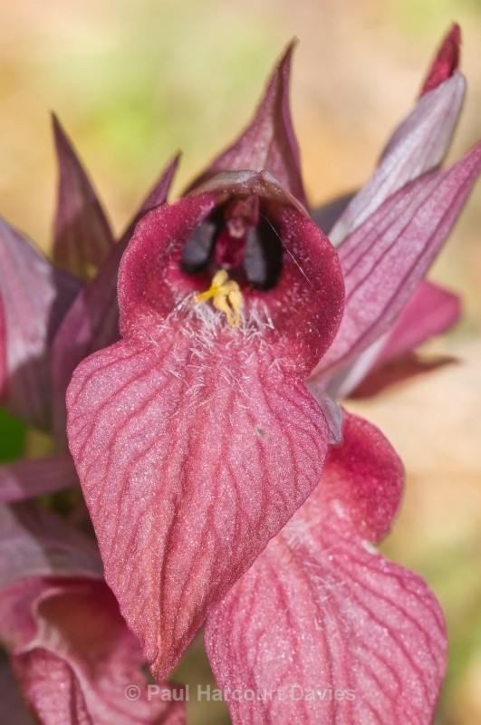 Scarce Serapias (Serapias neglecta) - Orchids - Serapias