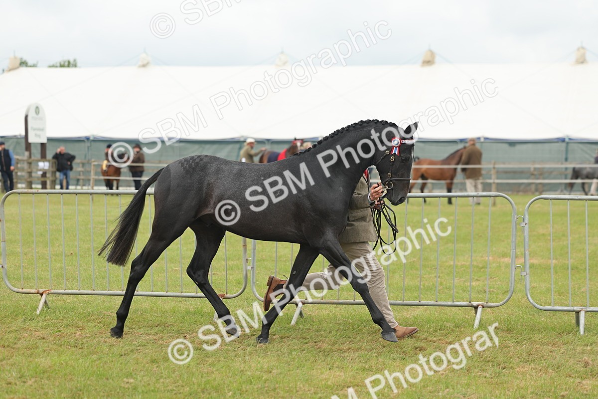 SBM_05473 - Class 68-73 - Riding Pony Breeding