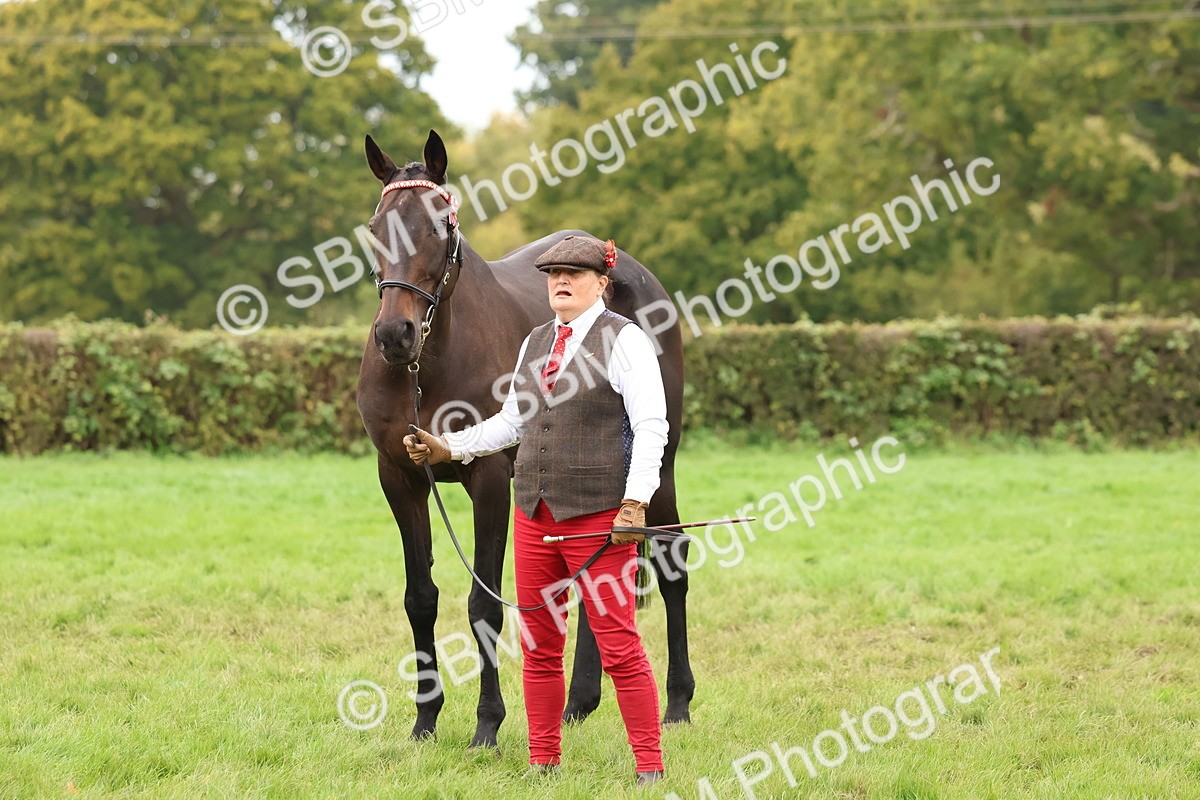 SBM_59851 - S36 - Rehabiliated Rescue Horse & Pony In Hand & Ridden