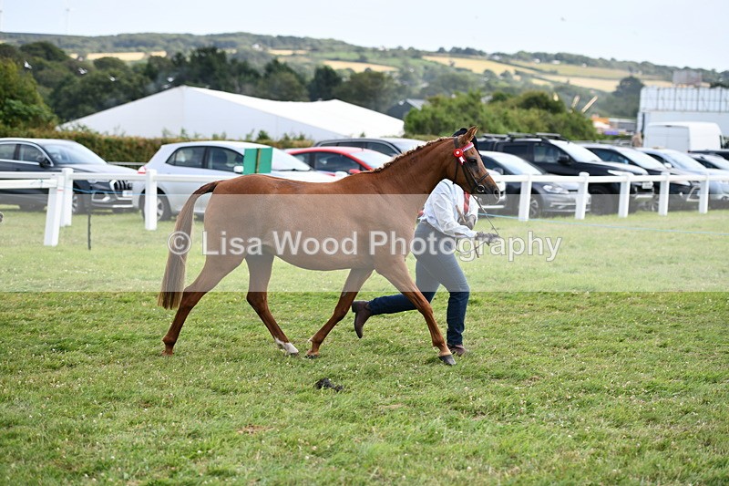 DSC_8646 - Classes 70 and 71: NPS Show Pony Brrod Mare and Foal