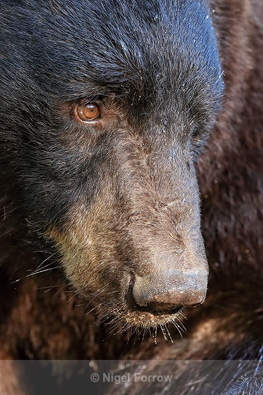 Male Black Bear close view, Minnesota, USA - American Black Bear