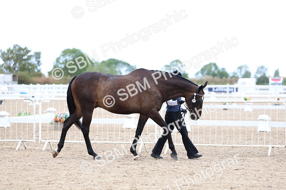 SBM_05678 - Class 28 - IH Veteran Horse