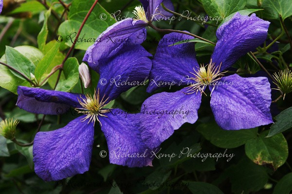 Clematis 'The President' - Plants