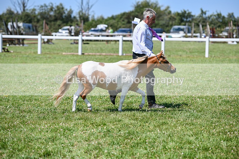 DSC_7127 - Class 61: Miniature Horse 4yrs & over