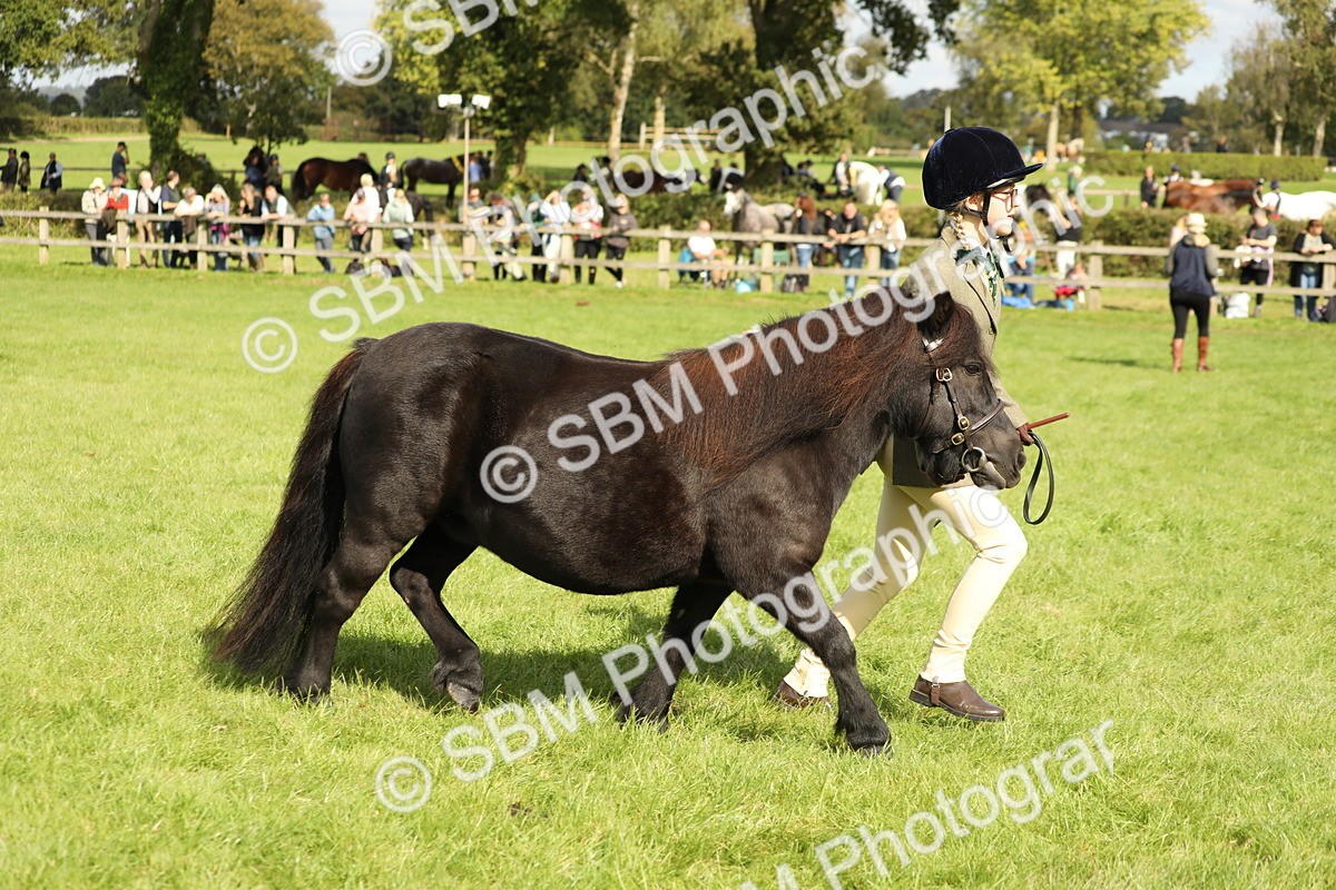 SBM_62832 - S46 - Mountain & Moorland In Hand Small Breeds