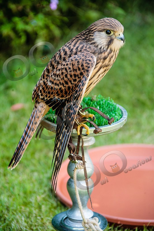 Kestrel Tin-tin - Our Birds