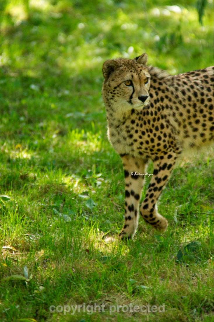 Cheetah - Anika - Big Cats