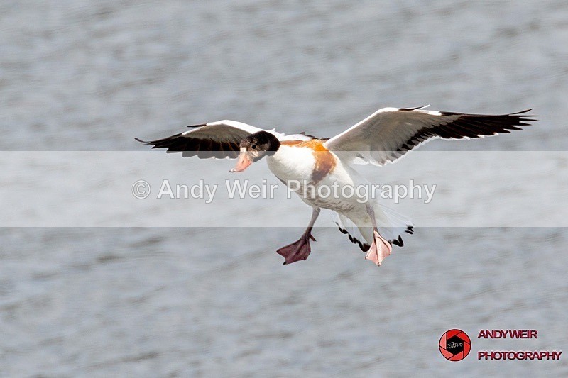 190523-untitled-8E0A2907 - Shelduck