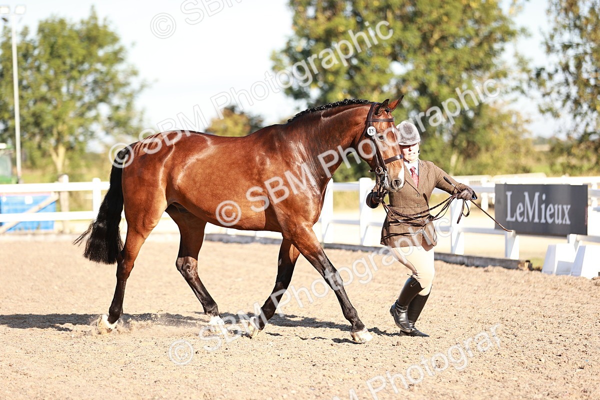 SBM_11167 - Class 401 - IH  Veteran horse