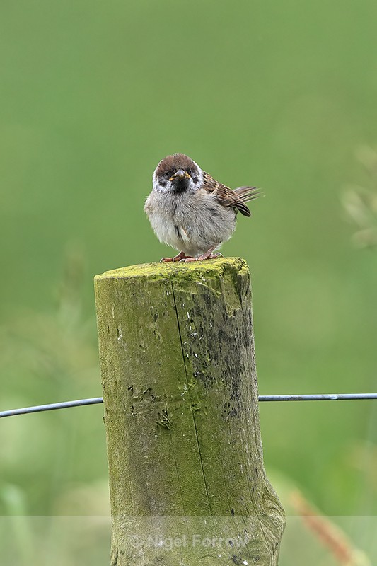 Young Tree Sparrow front view, RSPB Bempton Cliffs - Tree Sparrow