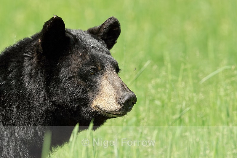 Black Bear profile, Minnesota, USA - American Black Bear