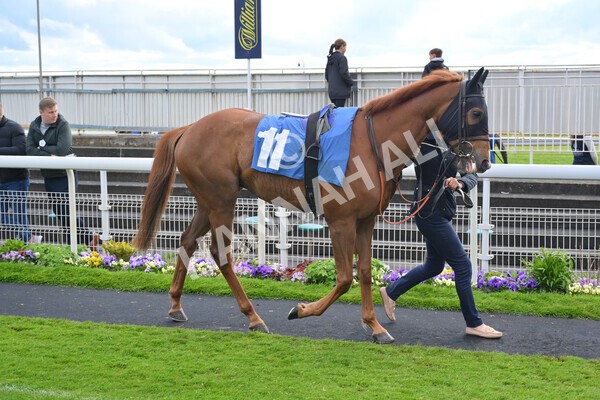 yr22052021r7-16 - Race 7 5.25pm Hudson Quarter York Palace Capital Stakes - Gentleman Amateur Riders Race