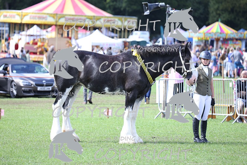 APP_3421 - Class 6 Young Handlers