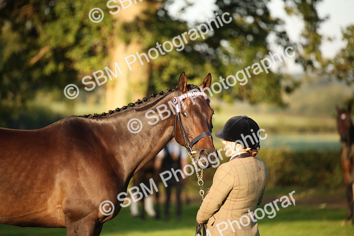SBM_56889 - S49 - Riding Horse & Hack & Thoroughbred In Hand