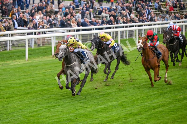 101025-Race 1-Ice Max-6189 - Race 1 William Hill Autumn Mile Handicap at York