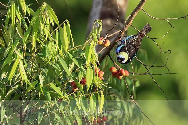 Golden-hooded Tanager near berries, Osa Peninsula, Costa Rica - Golden-hooded Tanager