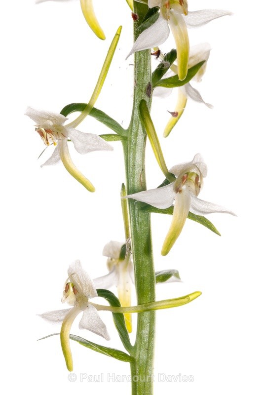  - WB: Orchids - Various