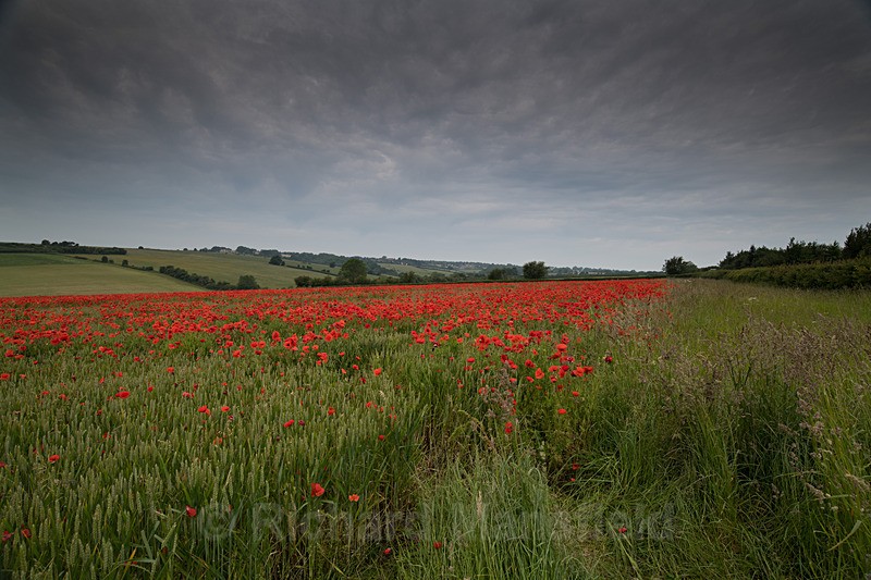  - Landscape