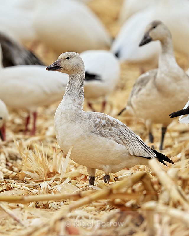 Snow Goose (light morph juvenile), Bosque del Apache, New Mexico - Snow Goose