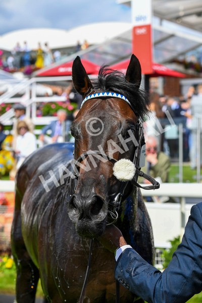 290723-Race 3-Alflaila-0623 - Race 3 3.15pm Sky Bet York Stakes (Group 2)