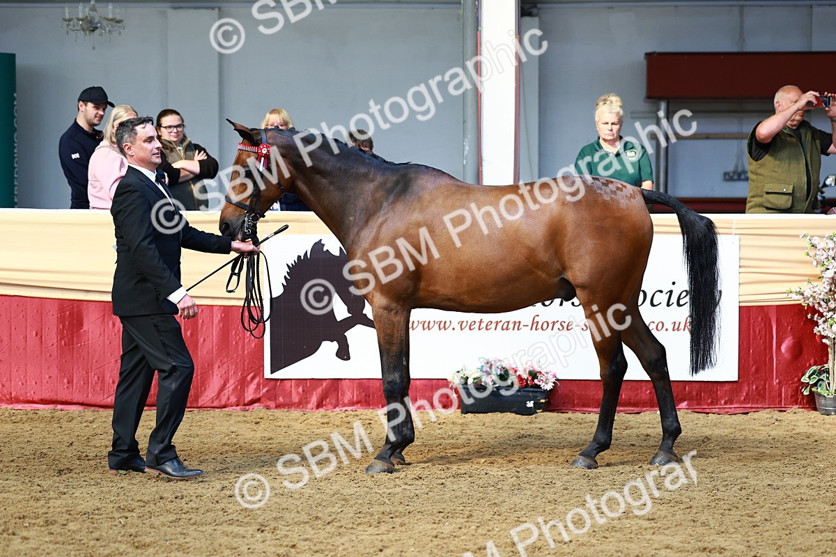 SBM_23233 - Class 903 - Supreme Final - IH Pre Vet