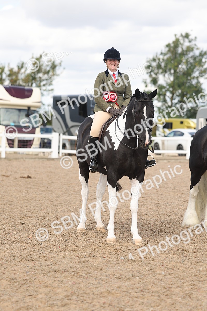 SBM_14840 - Class 308 - Ridden Coloured Horse