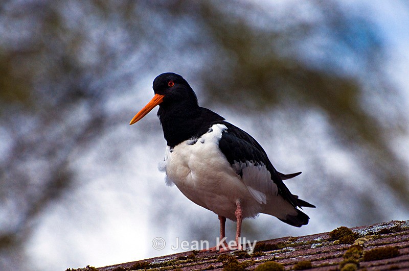 Oyster Catcher - 4262 - Birds