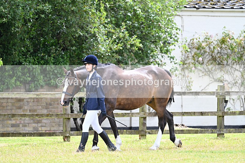 WJ7_6829 - Class 5a Most Handsome Gelding in Hand