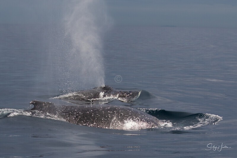 0A3A6607. Two whales in glassy water - 2023 Whale Photos