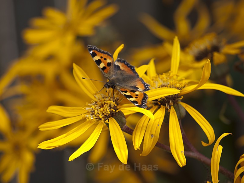  - The Glow of Summer
