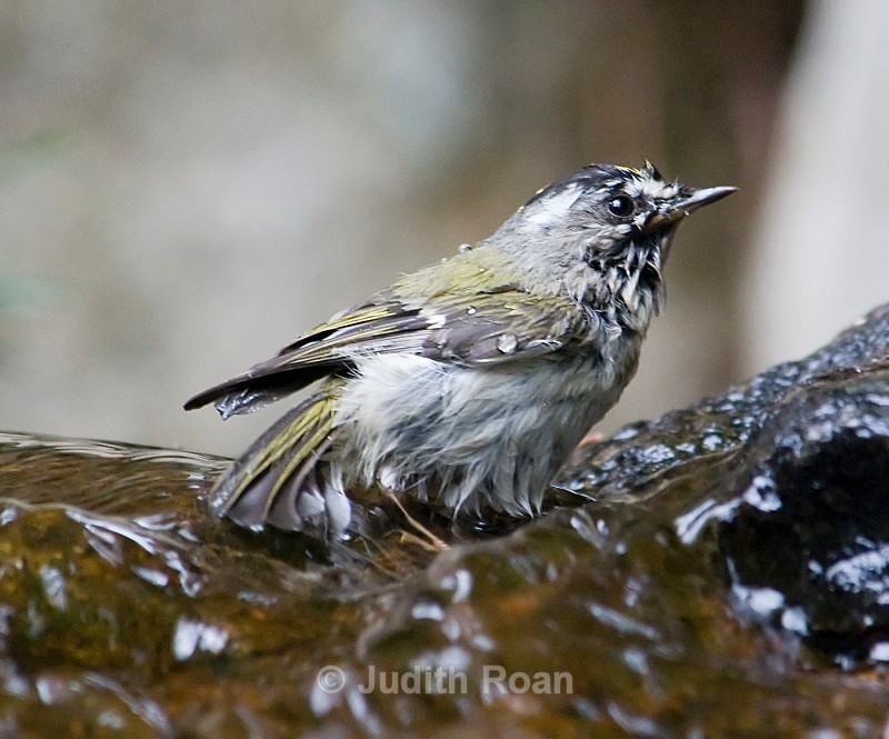 Golden-crowned Kinglet-1 - Backyard Bathing Birds