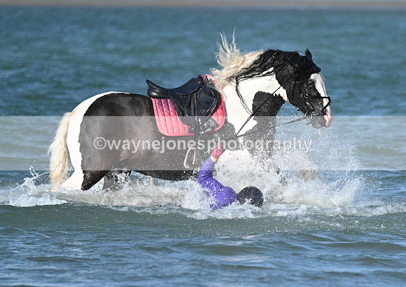 WJ7_3537 - Kellie & Churchill ... do Hayling Island 25-08-24
