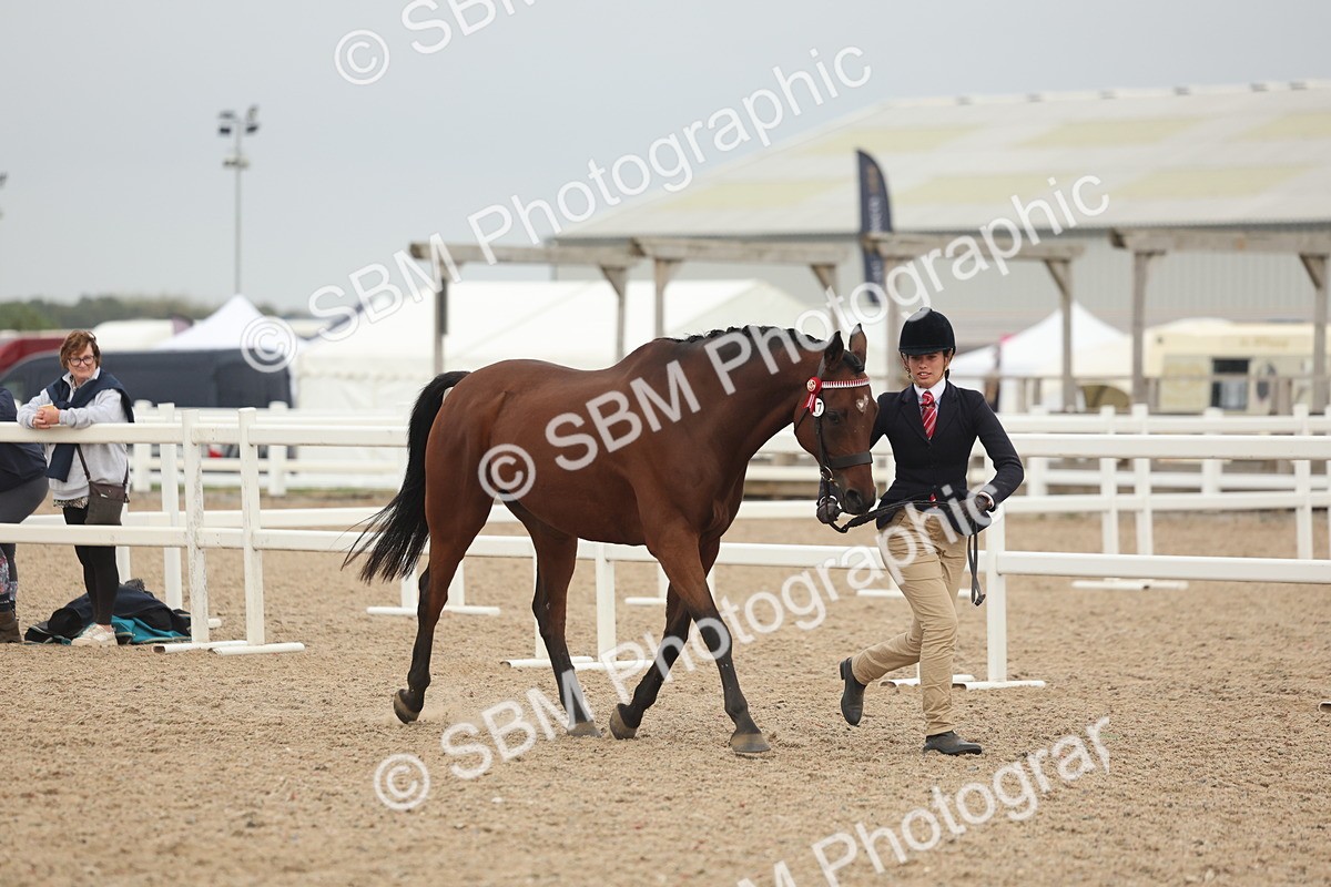 SBM_19790 - Class 318 - IH Part Bred Horse-Pony