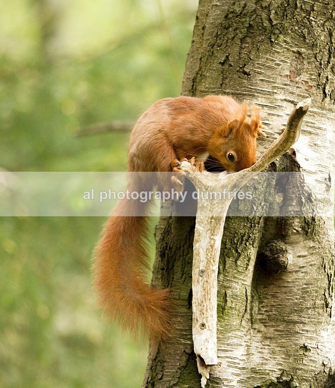 Red Squirrel 6 (disambiguation). - Eskrigg Nature Reserve Lockerbie