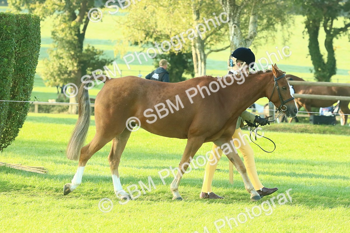 SBM_57319 - S37 - Starters In Hand Showing