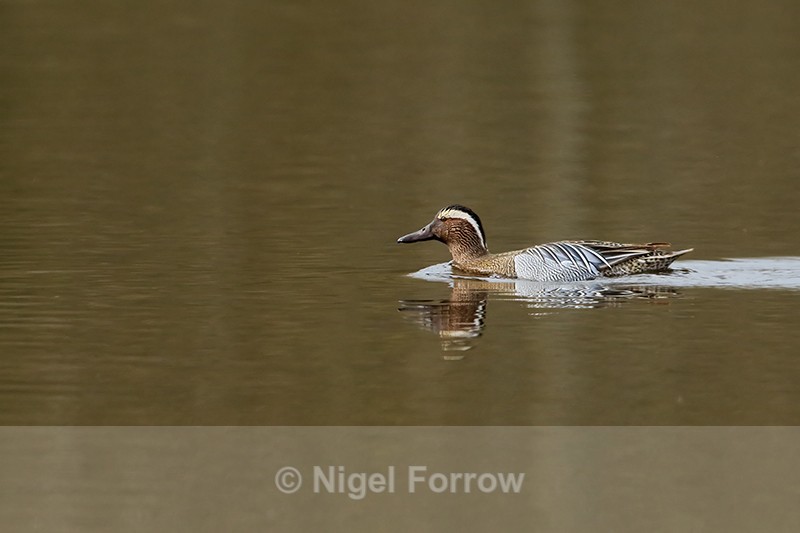 Garganey (male) swimming, Stratfield Brake, Oxfordshire - Garganey