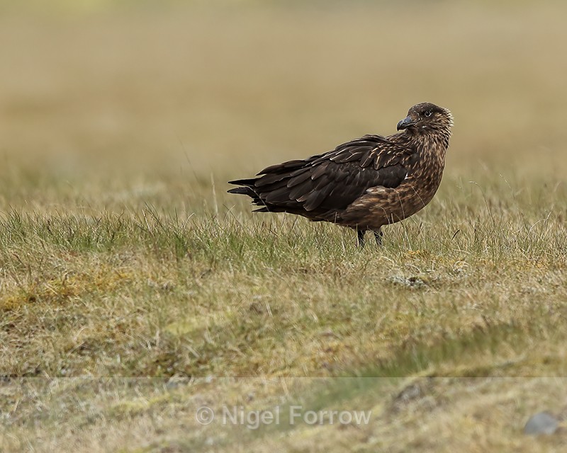Great Skua, Jokulsarlon, Iceland - Great Skua