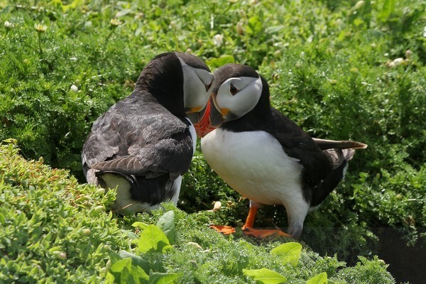  - Birds of Britain and Europe