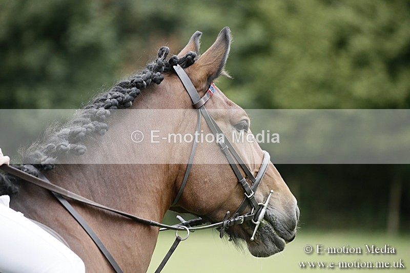 BVR080918 11 - BVRC Novice Dressage & CR 08/09/18