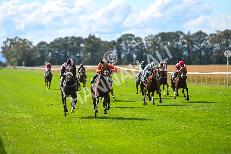 290825-Race 3-Be The Standard-8580 - Race 3