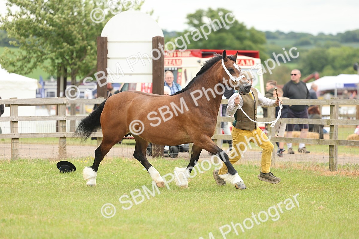 SBM_04857 - Class 50-57 - M&M Welsh Pony In Hand