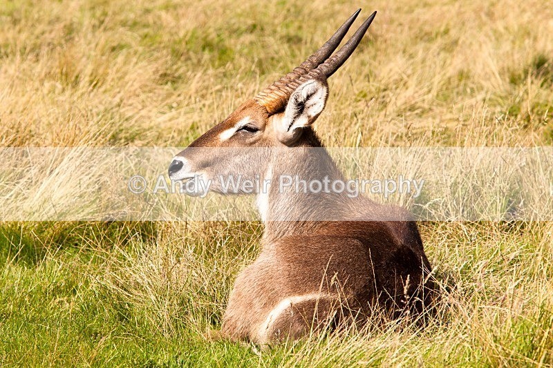 20120903-_MG_9868 - Captive Animals