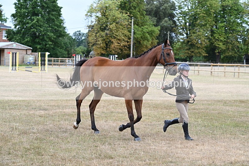 WJ7_9990 - Class 5a Most Handsome Gelding (above 14.2hh)