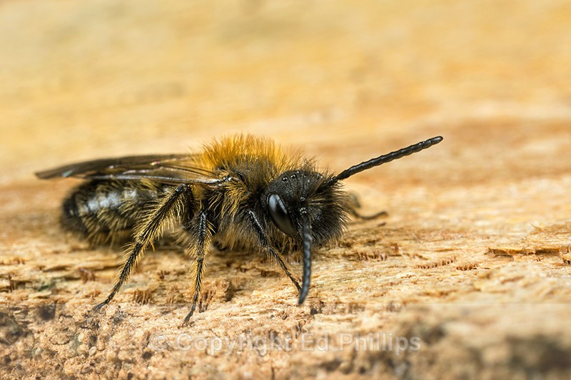 Andrena bicolor (m) - Andrena bicolor