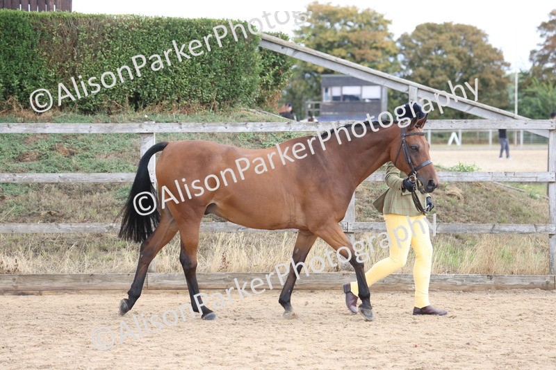 20260831-2353 - Class 9 - Show Pony and Show Hunter
